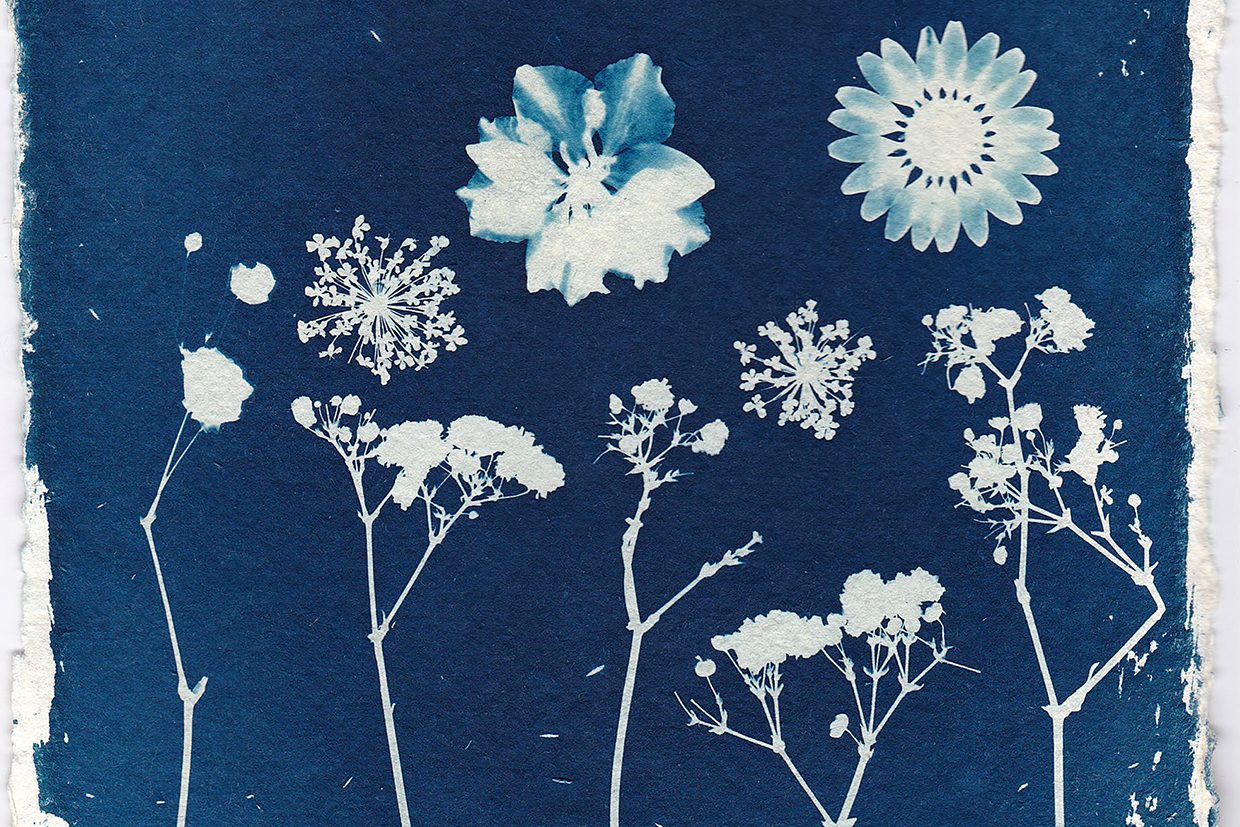 Cyanotypes