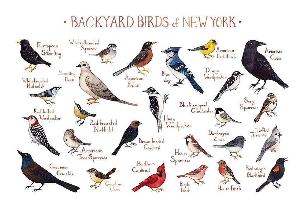 Birds in our Backyard- Sharpe Reservation