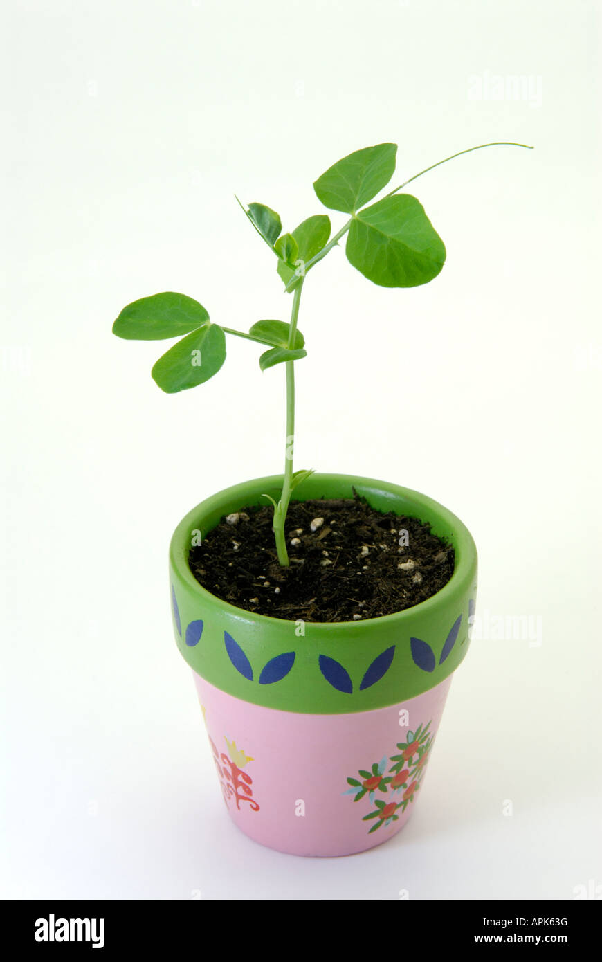 Grow a Seed and Make a Pot